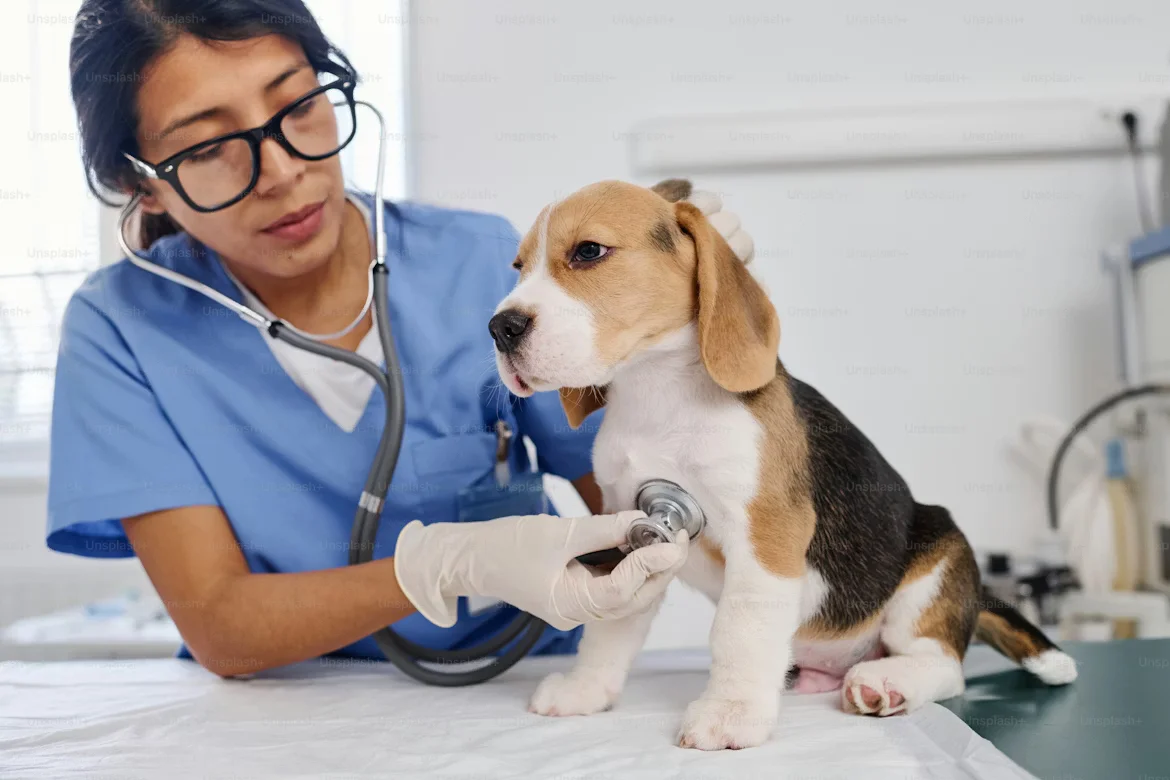 Cachorro no veterinário — Seguro Pet